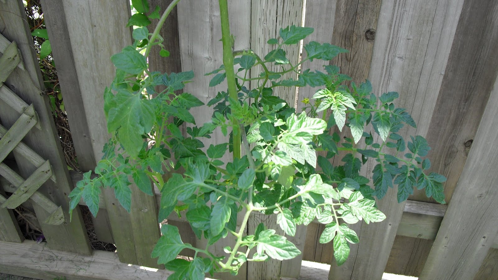 Garden of Lee Hanging Tomato Plants