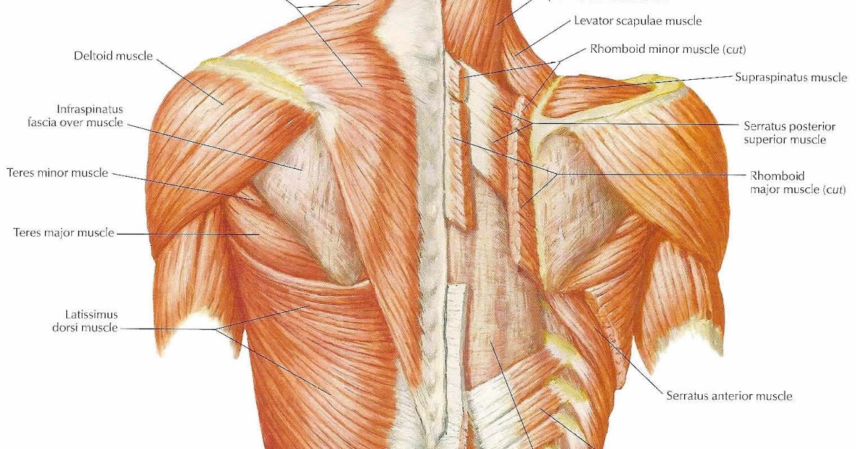 Erector Spinae Ligamentum