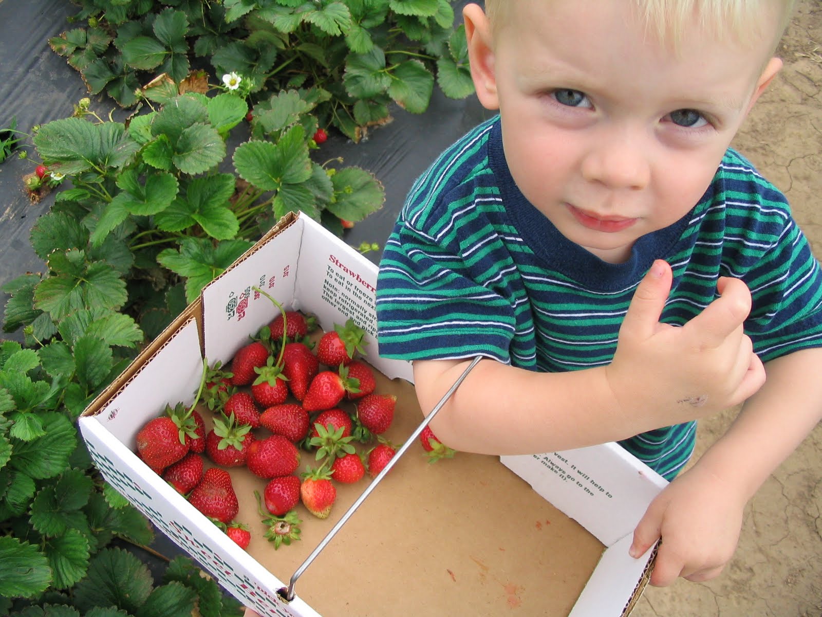 Keitha's Chaos Strawberry Picking At Sweet Berry Farm