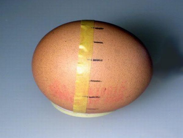 [egg_04.jpg]
