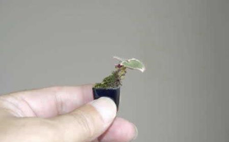 [bonsai6.jpg]