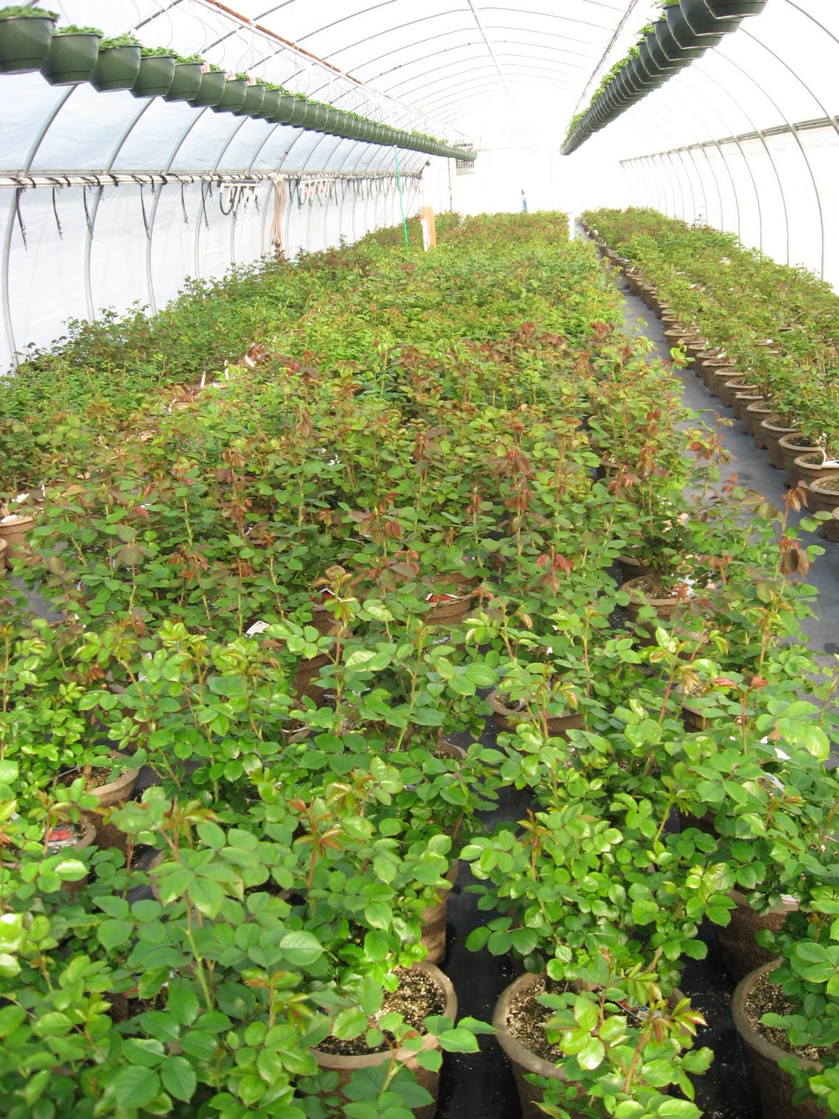 A. J. Rahn Greenhouses Rose Progress