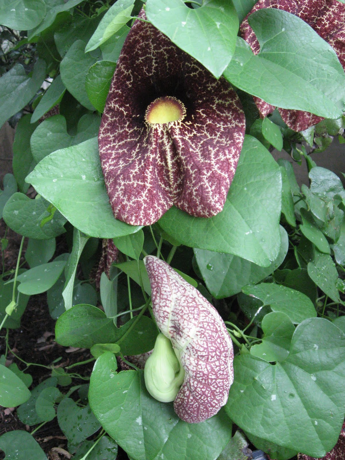 A. J. Rahn Greenhouses