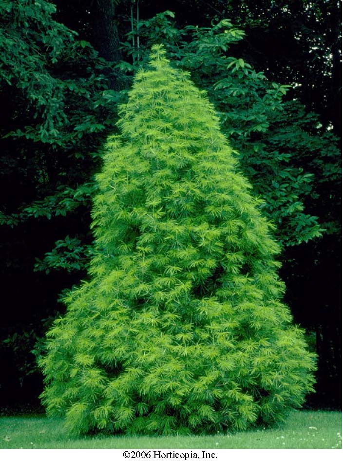 Beechwood Landscape Architecture and Construction Japanese Umbrella