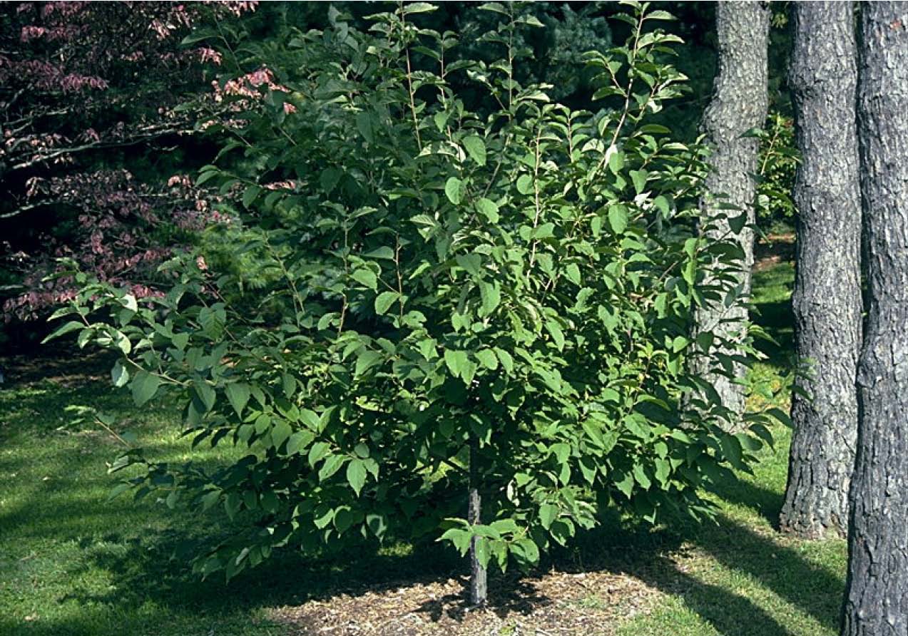 Beechwood Landscape Architecture and Construction Deciduous Tree Of