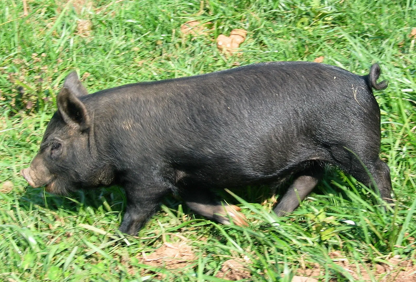 Losing Our Shirts, Keeping The Farm: The Piglets Are Weaned