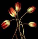 [tulipanes.jpg]