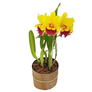 Floricultura MbFlores: Plantas para escritório, como cuidar de flores,  dicas de flores: Como cuidar de orquídeas: Vídeo traz dicas importantes  sobre como cuidar da planta