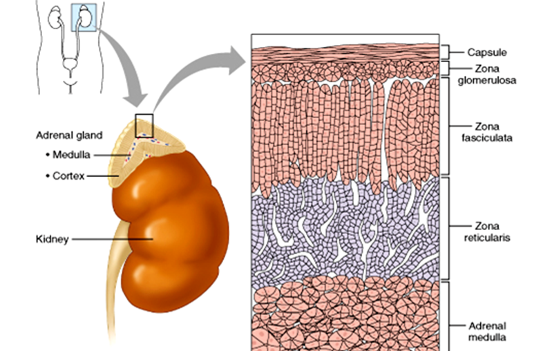 Embriologia Glândula Suprarenal Embriologia Glândula Suprarenal