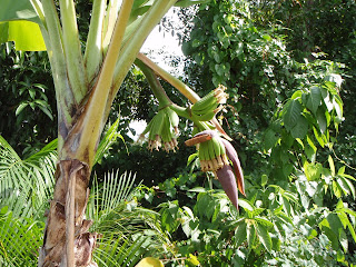 A Yard In Fort Pierce: Williams Hybrid Banana Tree Update 1