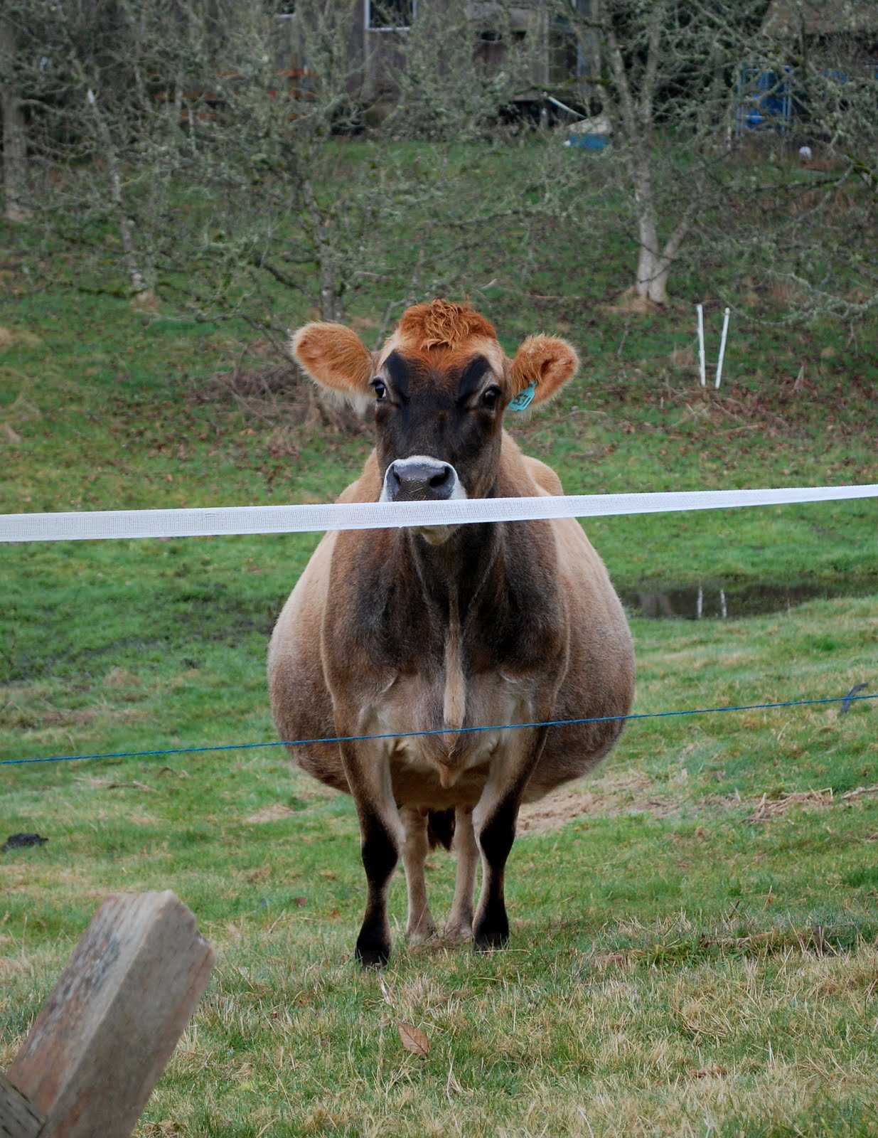 Unbelievable! These Creatures Feast On Cows - sz2cp03