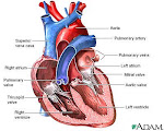 Heart Anatomy