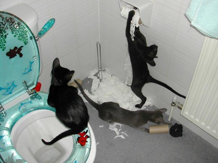 [funny%20pets001.jpg]