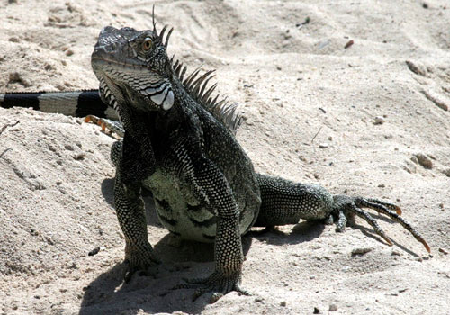 Le flessioni dell'iguana