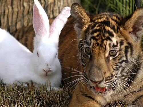 Un coniglio e una tigre