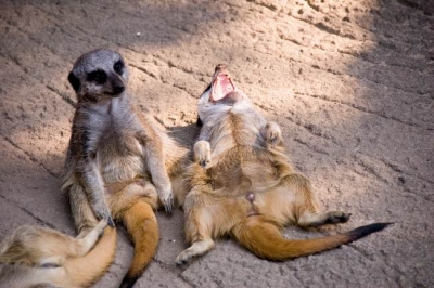 A questi suricati hanno detto qualcosa. Cosa?