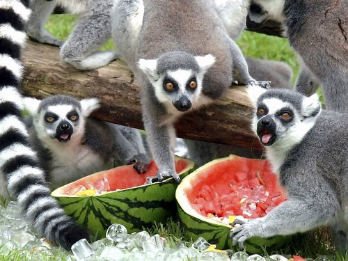 Lemuri incapaci di controllarsi