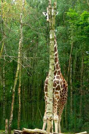 Giraffa che tenta di nascondersi