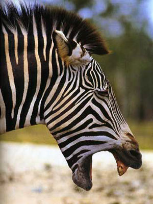 Questa zebra piange. Perché?