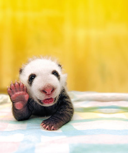 Piccolo panda che se ne va in ferie