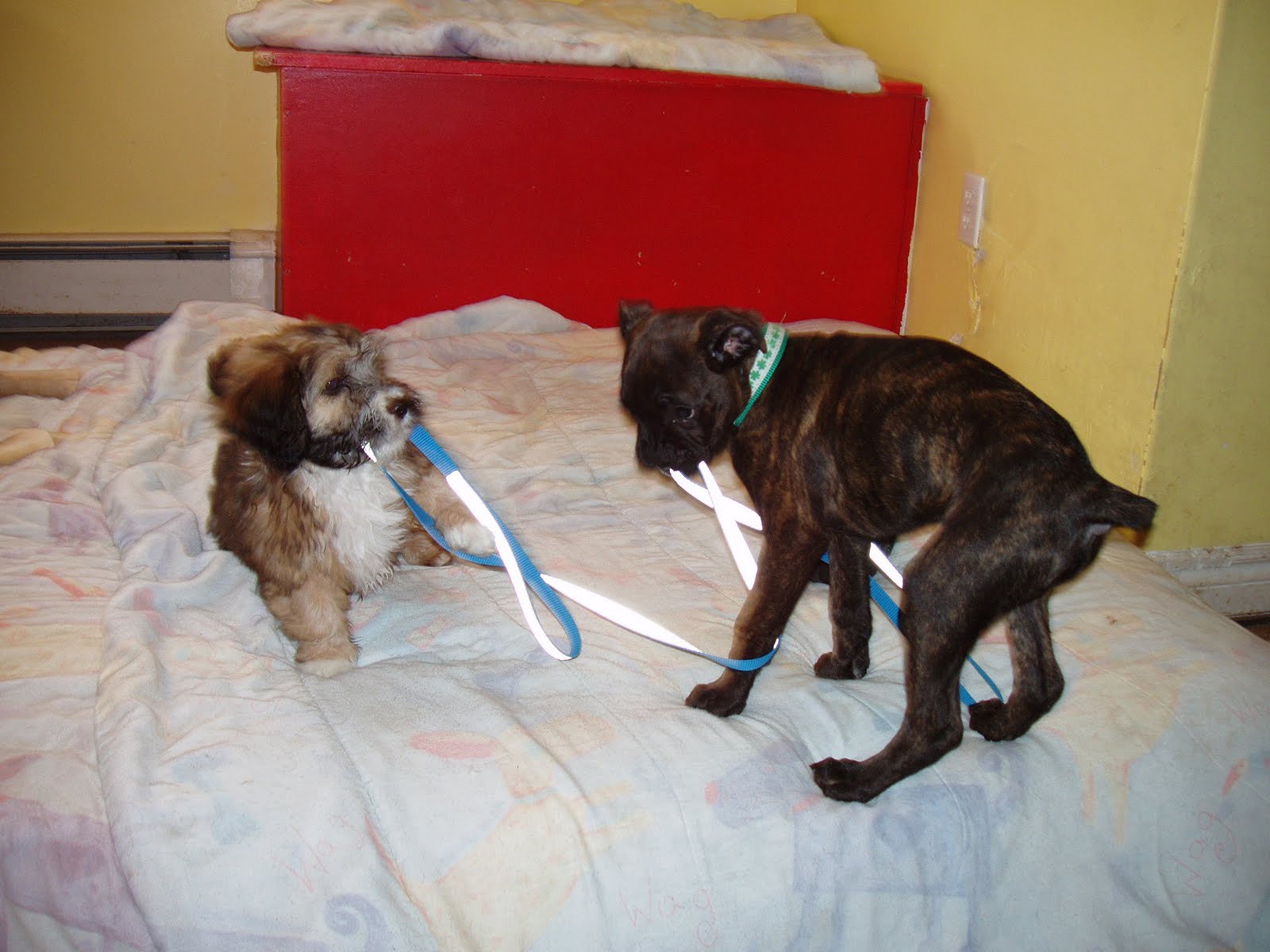 DOGLOVE for the love of dogs (and cats too!) Our friends!