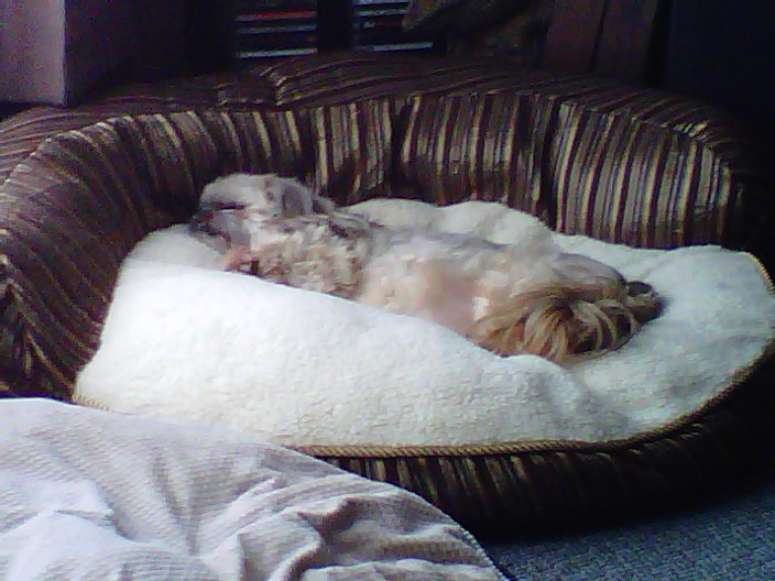 DOGLOVE for the love of dogs (and cats too!) New pillow from Costco!