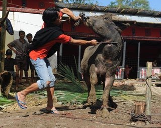 [Toraja-buffalo+sacrifice01.jpg]