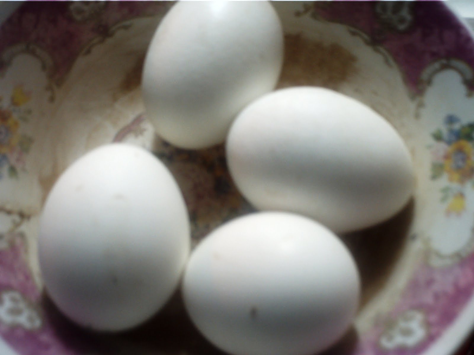 image: 4+BOILED+EGGS