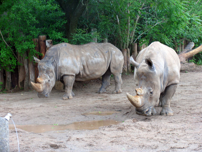 Poppular Photography: Rhinos at the Louisville Zoo