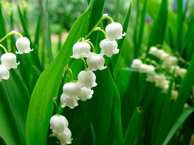 Poppular Photography: White Bells Flower & White Violet
