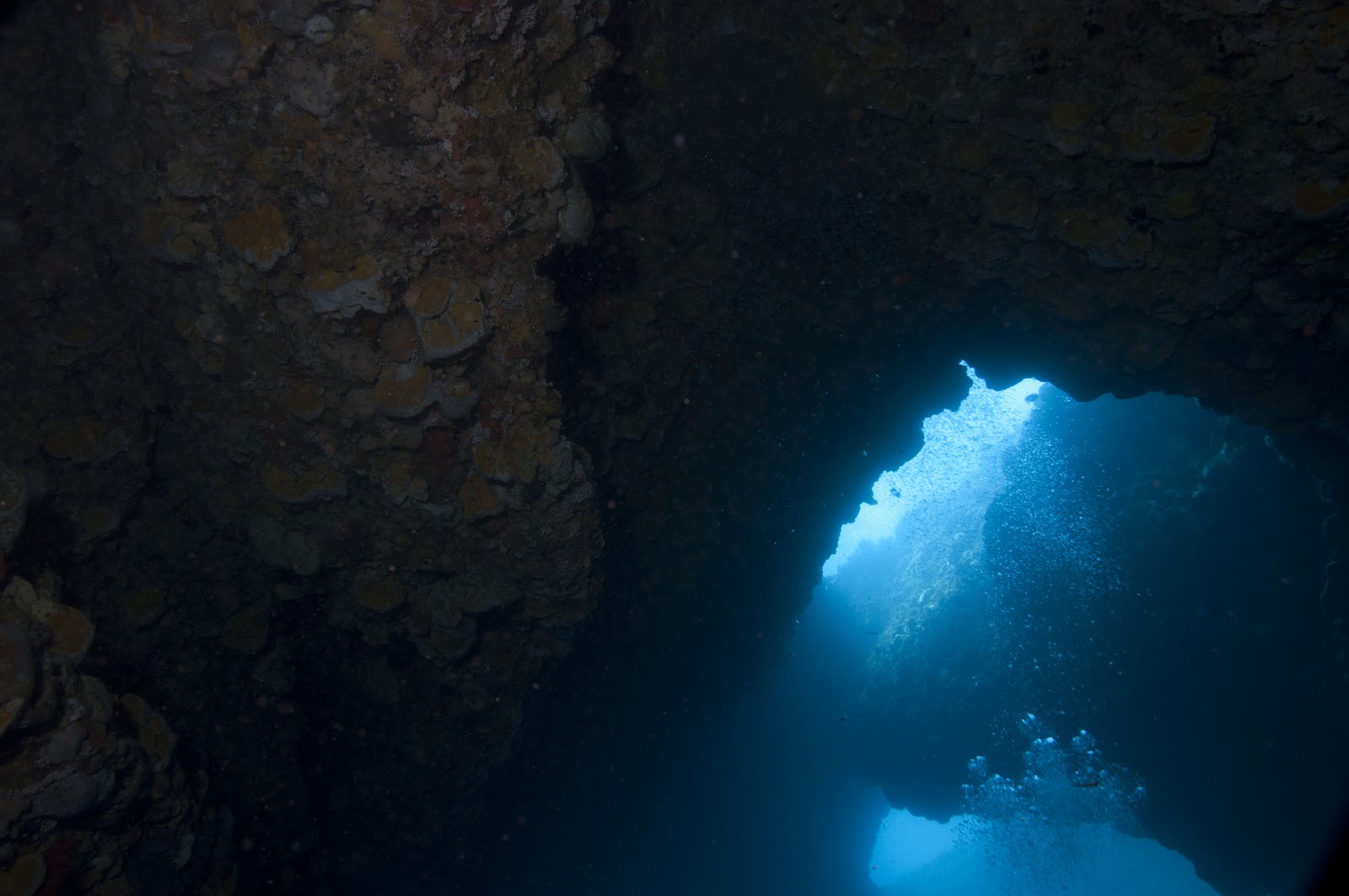 Over Down Under: Back in Perth - Rotto Dive