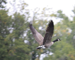 birds flying powderhorn minneapolis taken september park