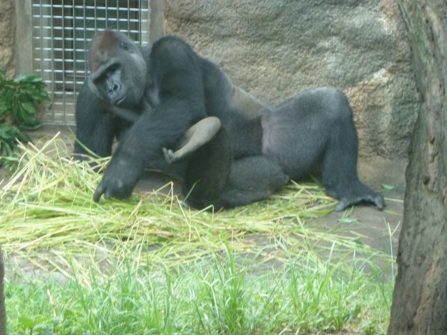Gorilla 日記: Gorilla 観察記 55：上野