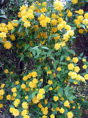 ralfseingarten: gelber Strauch&hellip;.