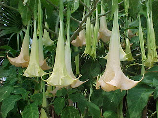 adalah tumbuhan khas yang biasanya dijumpai di kawasan ketinggian Manfaat Kecubung Gunung Untuk Obat Asma