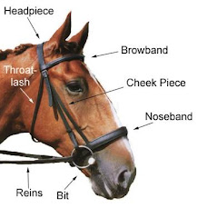 How to Care for Horses: Labelled Diagram of a Horse.