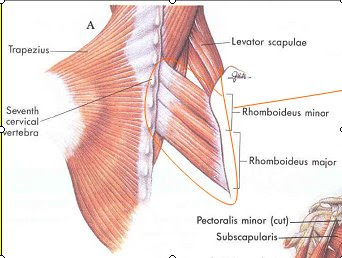 Dorsal Scapular nerve