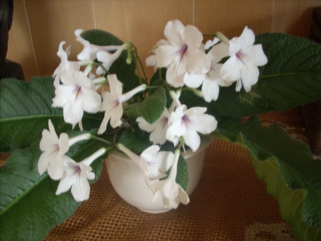 [streptocarpus+hvit.JPG]
