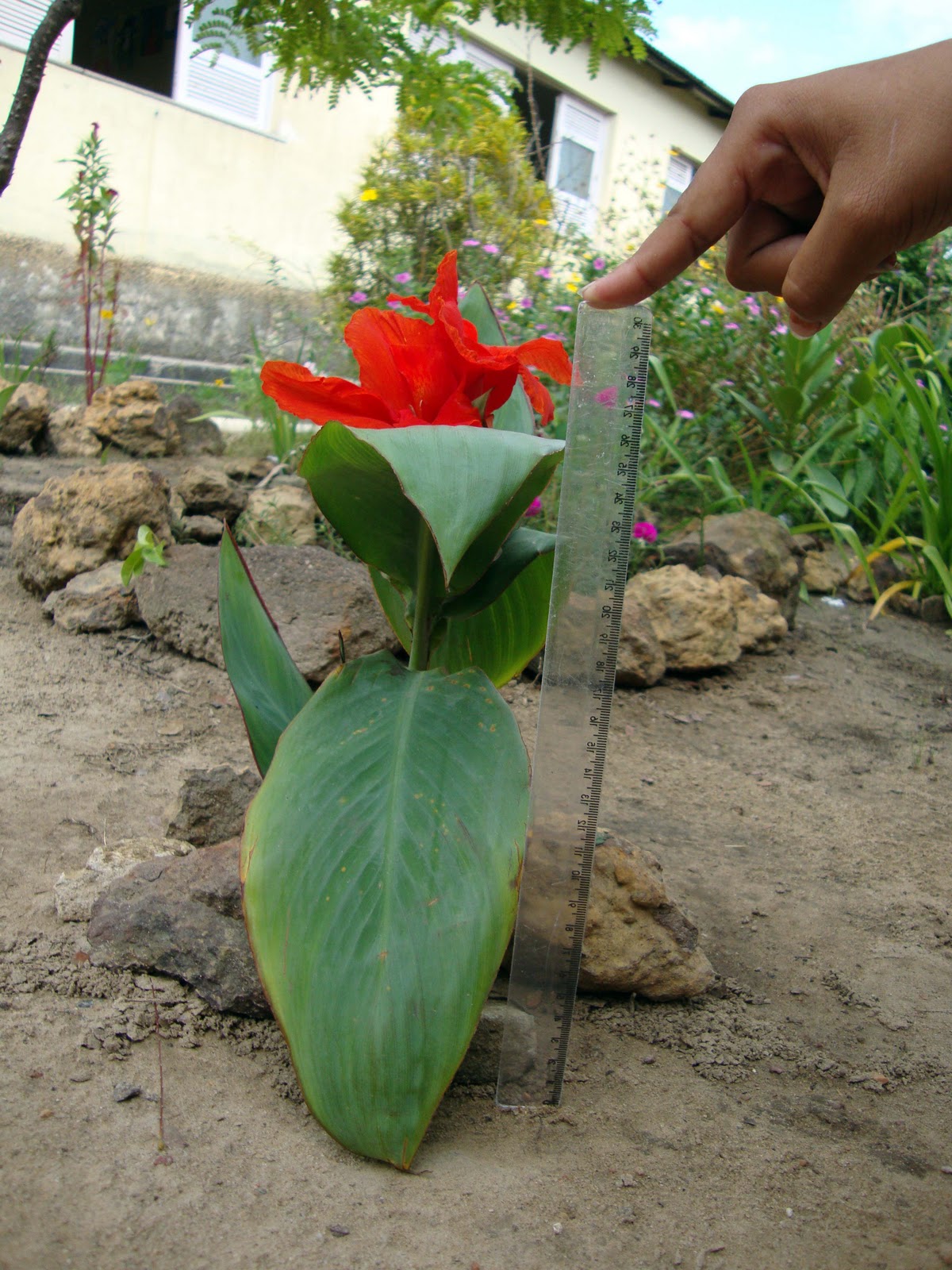 Para Que Serve O Chá Da Planta Cana Da India