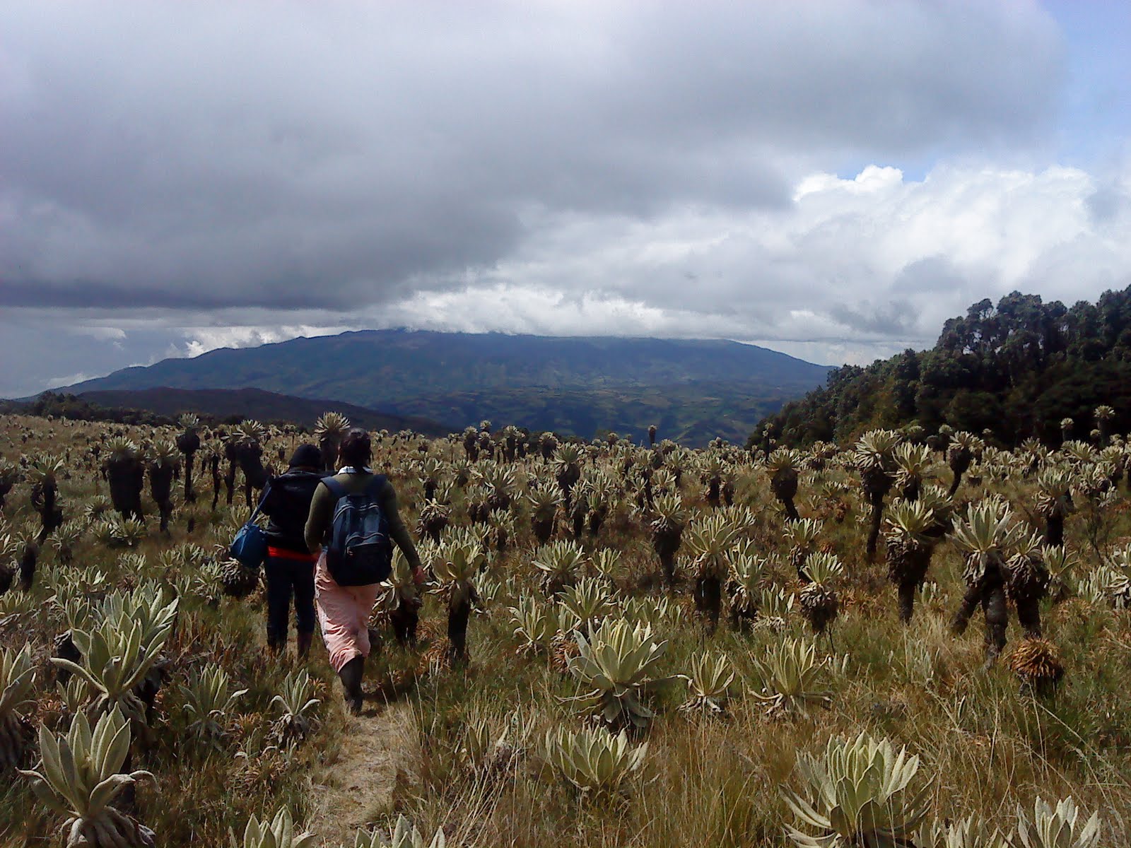 Minga Juvenil de Tangua: Visita a Las Cochas del Paramo del Tauso