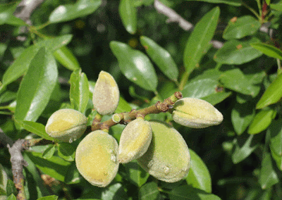 ثمار اللوز Almond