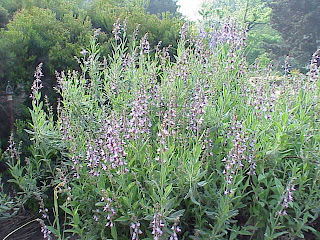Salvia_officinalis1.