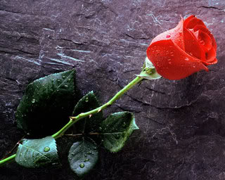 [True_Love_Forever2C_Red_Rose.jpg]