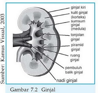 No pain no gain Sistem Ekskresi Ginjal dan Struktur Ginjal No pain no gain Sistem Ekskresi Ginjal dan Struktur Ginjal