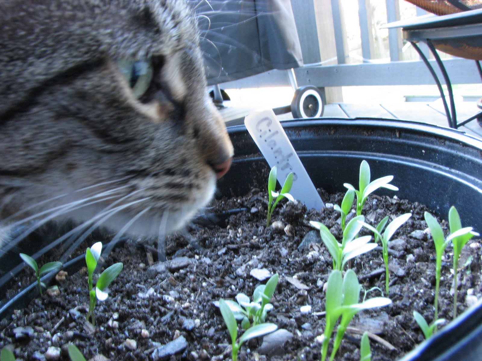 Red Pepper Flakes Garden on the Deck Cilantro