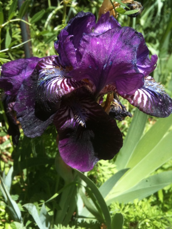 Borepatch Yellow Rose Iris of Texas Albuquerque