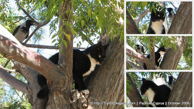 Кот и птица на дереве, коллаж by TripBY.info