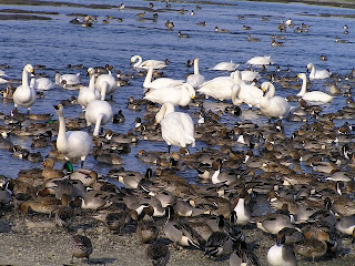 荒川の白鳥