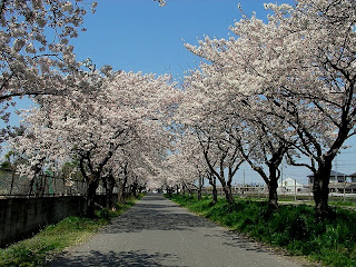 桜並木