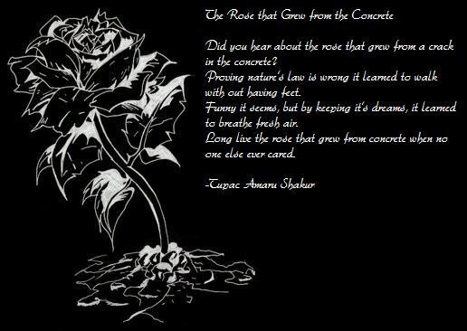 Billie Bang....Just Random-ness: The Rose That Grew form Concrete by